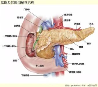 美容局部解剖学 医学美图联播 l 局部解剖（59图）