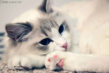 布偶猫的好处 布偶猫的优点