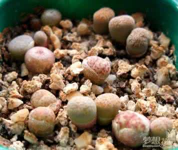 生石花蜕皮期 生石花蜕皮期的管理