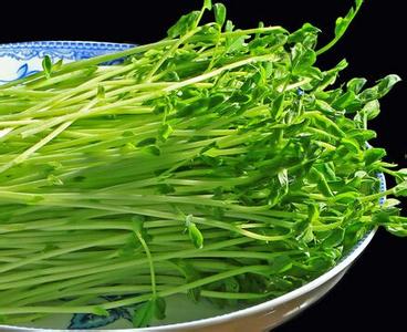 豌豆苗 豌豆 豌豆苗