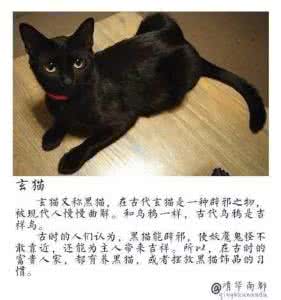 中国本土猫品种 中国本土的猫竟还有这么多品种，我竟然只知道一种...