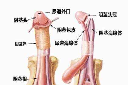 阴茎异味用什么药 男性的阴茎有异味什么情况呢