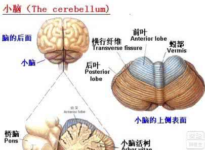 小脑共济失调吃什么药 小脑平衡吃什么药？