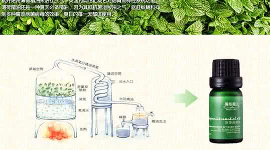 薄荷精油 【薄荷精油】薄荷精油是什么_薄荷精油