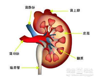 肾良性肿瘤 肾良性肿瘤 肾良性肿瘤临床诊断