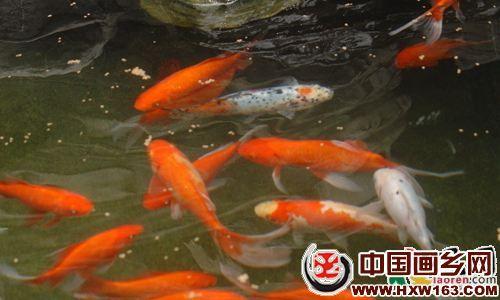 梦见抓鱼是什么意思 梦见鱼是什么意思 梦见鱼什么意思_梦见鱼是什么意思