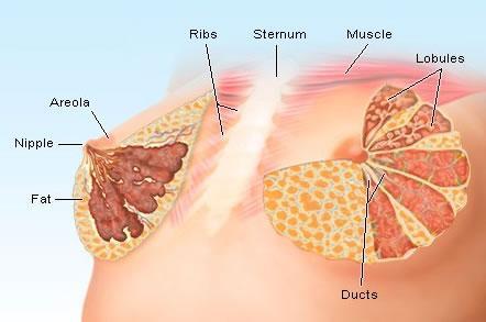 乳腺结核 乳腺结核 它有哪几种类型
