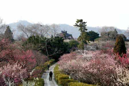 南京梅花山 天下第一梅山 南京梅花山最全图集