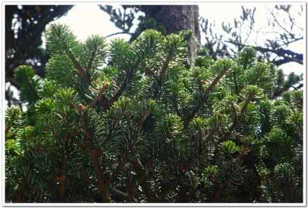 苍山冷杉 苍山冷杉(Abies delavayi)  