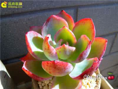 三色堇多肉养护心得 多肉室内养护心得（含度夏）