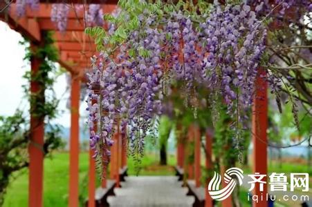 竹 诗 阵 阵 飘 香 来 3