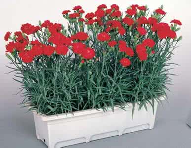 康乃馨鲜花怎么养 康乃馨花怎么养 康乃馨怎么养 康乃馨栽培要点介绍