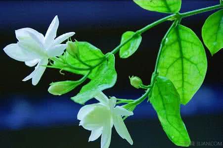 茉莉白绢病 茉莉最严重的一种病害：白绢病