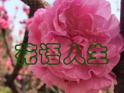 一花一世界代表孤独吗 一花一世界你了解花语吗
