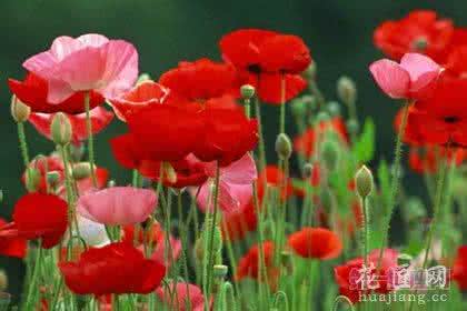 9月28日生日花语 9月6日生日花语