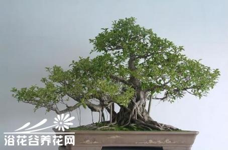 盆景如何提根增粗 如何让盆景树露根