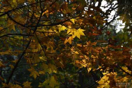 不许动by红秋叶 一枚秋叶几许禅意
