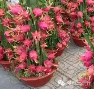 盆栽火龙果种植图解 【图解】火龙果种子盆栽的种植方法！