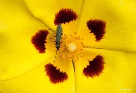 近距离拍摄高叉内裤 超强的20个近距离拍摄花上昆虫的技巧