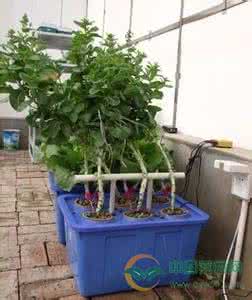 阳台水培种菜 阳台种菜之箱式家用水培蔬菜系统介绍