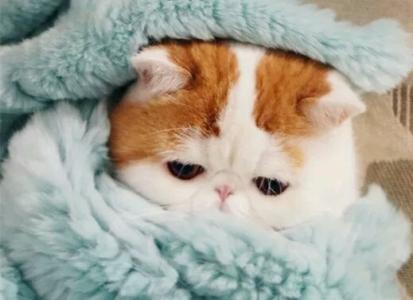 小猫多大可以洗澡 小猫洗澡乱动要怎么应对好