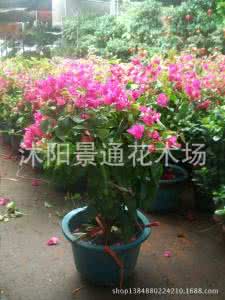 紫茉莉盆栽 常见盆栽植物 三种比较常见的盆栽紫茉莉科植物