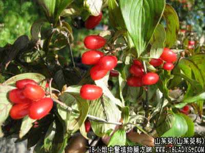 山茱萸与山萸肉的区别 山茱萸科 山茱萸(山萸肉)【山茱萸科】