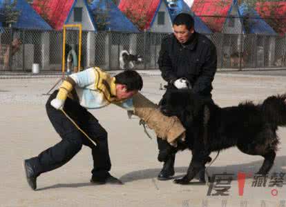 斗牛犬秒杀藏獒 藏獒犬的行为特征及训练技巧