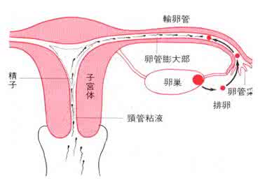 输卵管不孕病因是什么 输卵管不孕病因是什么 输卵管不孕的病因是什么