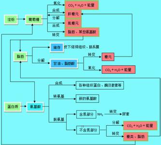 高中生物知识结构图 【生物】高中生物知识结构网络图（彩色精品版）（一）