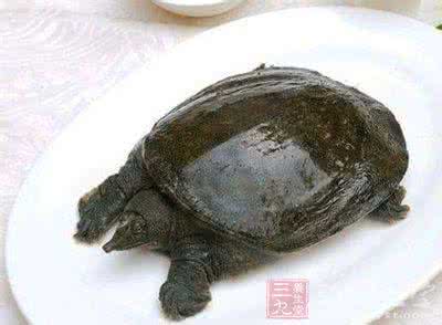 甲鱼的营养价值 甲鱼的营养价值 甲鱼营养丰富且全面
