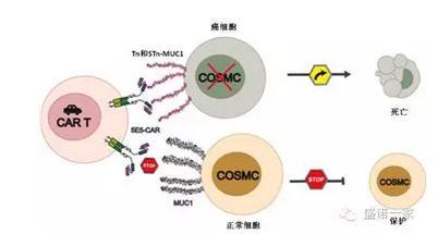 car t 实体瘤 car t 实体瘤 利用改进的CAR-T治疗实体瘤大有可为
