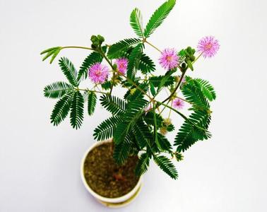 漂亮好养的水培植物 那些漂亮又好养的植物大盘点 