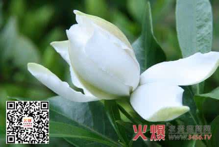 栀子花为什么掉花蕾 养栀子花的五个小窍门，栀子花长得绿油油花蕾多！不看可惜了