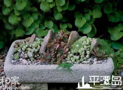 园艺招聘 【园艺】七招教你打造专属MINI花园