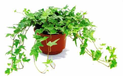 吸收甲醛的室内植物 吸收甲醛的植物有哪些 植物大盘点 吸收甲醛的植物有哪些