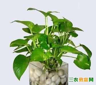 水培植物怎么施肥 水培植物四季施肥养护