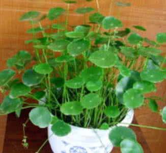 金钱草能排肾结石吗 金钱草可以排结石吗？用法用量是多少？