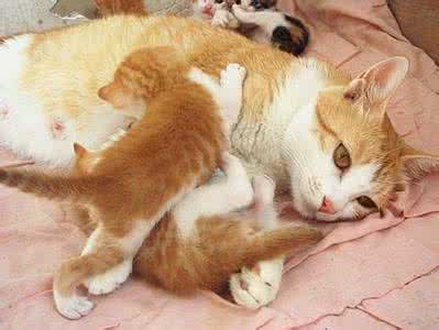 小猫很喜欢咬人 小猫很喜欢打架 猫为什么喜欢打架