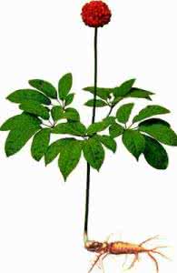 三七丹参粉混合功效 丹参和三七混合粉能防止心梗吗?