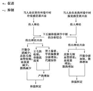 终极复习资料：高中生物神经调节