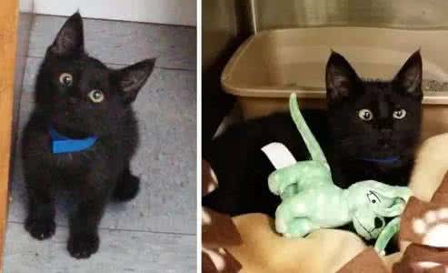 对眼 喵,对眼怎么了?你们不能歧视我们啊!