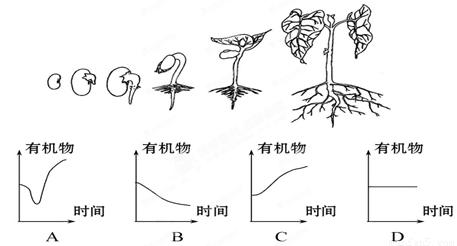 初中生物种子的萌发 种子萌发 2017中考生物预测难点 种子萌发的过程