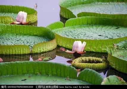 王莲的资料 王莲的资料 王莲资料介绍 王莲图片赏析