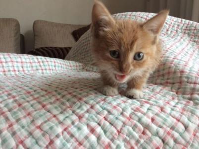 猫咪爪印 {猫的爪印}……盛开的菠萝（有图解的哦）