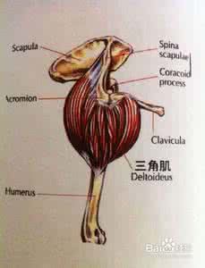 三角肌后束 三角肌中束 打造强健三角肌全攻略