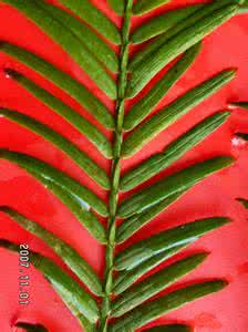 双星之阴阳师小枝结局 小枝