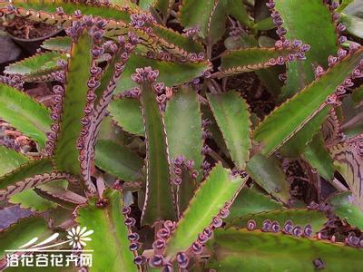 无性繁殖的植物 多肉植物长期无性繁殖是否会导致植物退化？