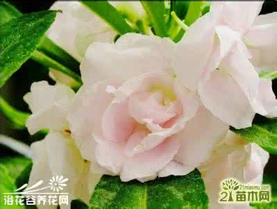 重瓣凤仙花 金瓣世纪凤仙的养殖方法