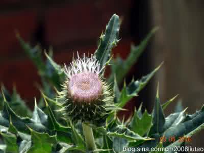 蛛丝毛蓝耳草 具蛛丝状毛的